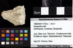 Foto (Objket + Etiketten) von Mecochirus sp. 